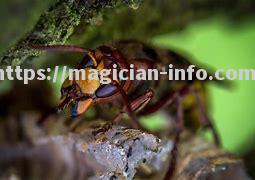 黄蜂连续遭受打击，困境难解